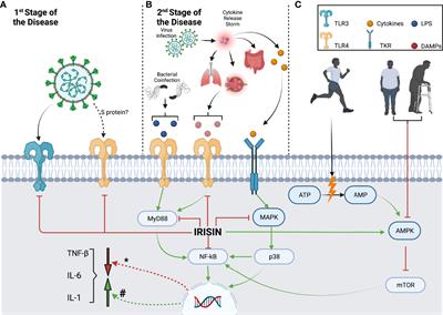 Irisin, Exercise, and COVID-19